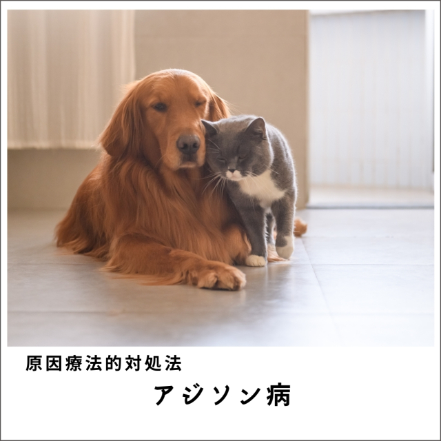 愛犬・愛猫のアジソン病の原因を探るセミナー2020　(95分)