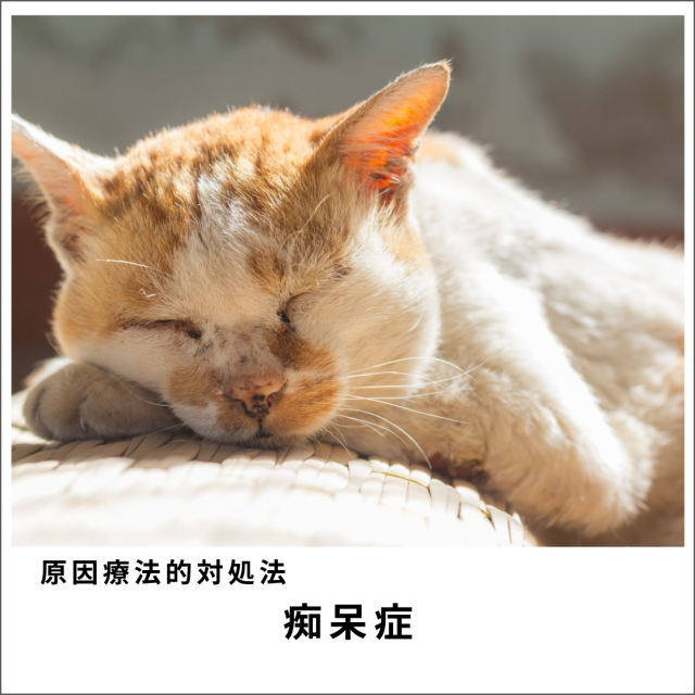 愛犬・愛猫の痴呆症セミナー2020 (77分)