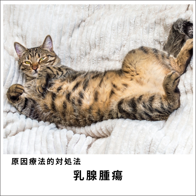 愛犬・愛猫の乳腺腫瘍セミナー (88分)