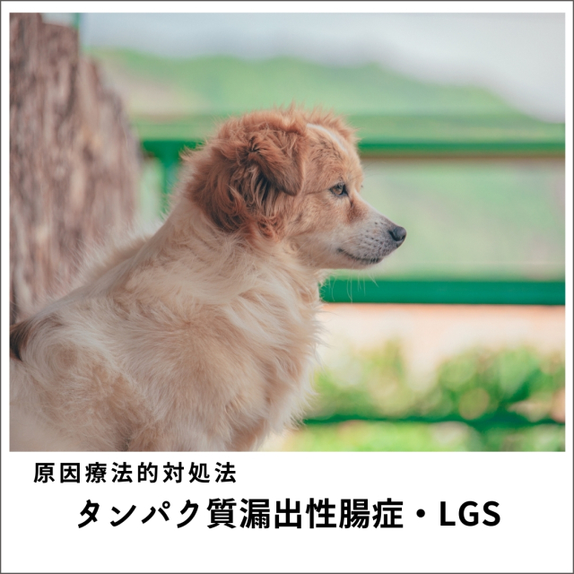 愛犬・愛猫のタンパク質漏出性腸症・LGS (77分)