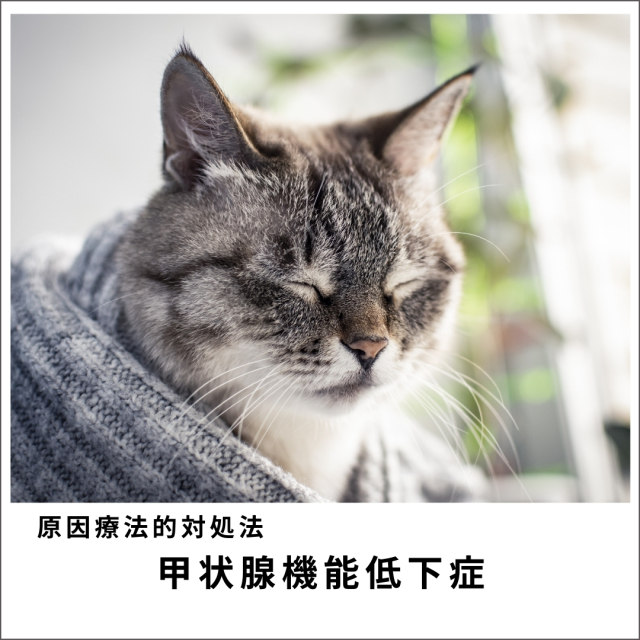 愛犬・愛猫の甲状腺機能低下症 (76分)