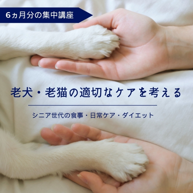 【6ヵ月分集中講座】老犬・老猫の適切なケアを考える - シニア世代の食事・日常ケア・ダイエット  -