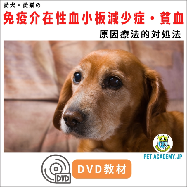 DVD教材：愛犬・愛猫の免疫介在性血小板減少症・貧血セミナー2020
