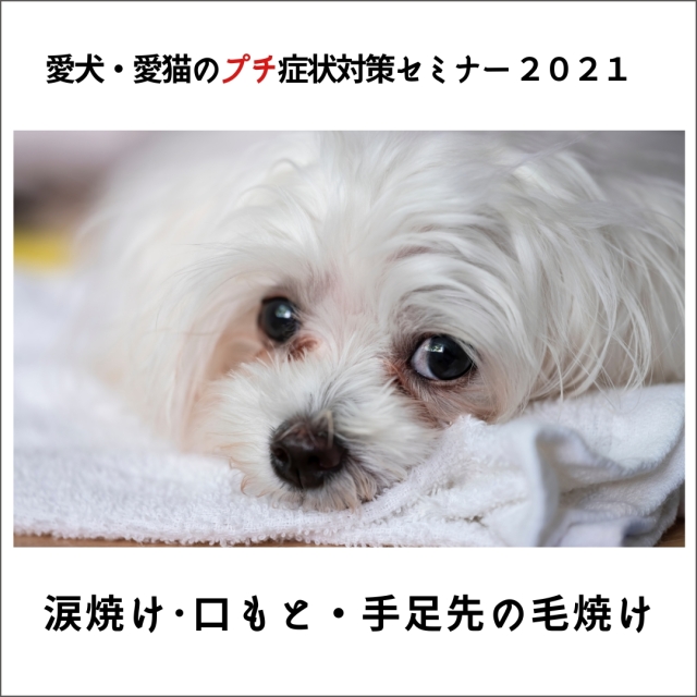 愛犬・愛猫のプチ症状対策セミナー 2021 涙焼け・口もと・手足先の毛焼け (100分)