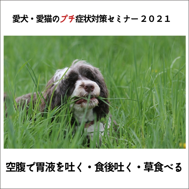 愛犬・愛猫のプチ症状対策セミナー 2021 空腹で胃液を吐く、食後吐く、草食べる (112分)