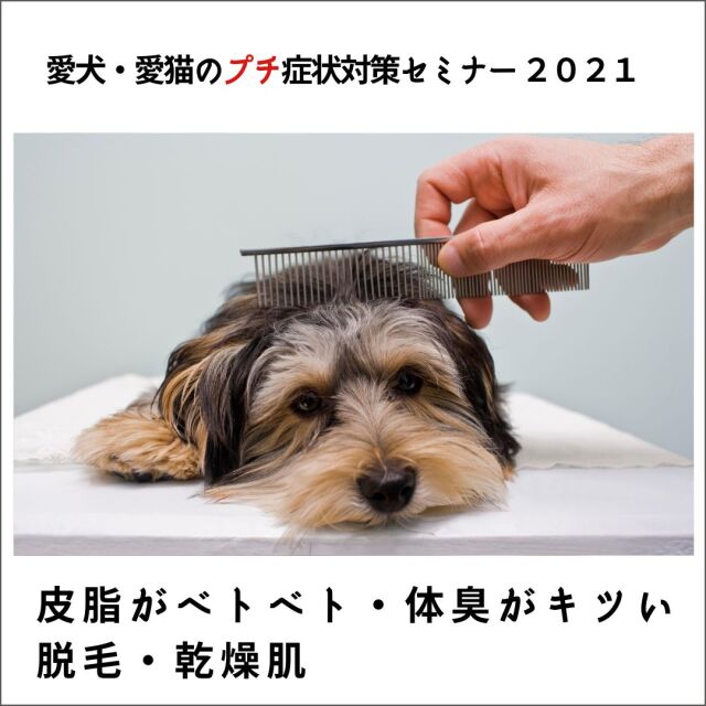 愛犬・愛猫のプチ症状対策セミナー 2021 皮脂がベトベト・体臭がきつい・脱毛・乾燥肌 (106分)