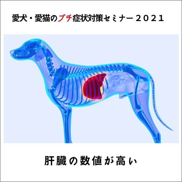 愛犬・愛猫のプチ症状対策セミナー 2021 肝臓の数値が高い (89分)