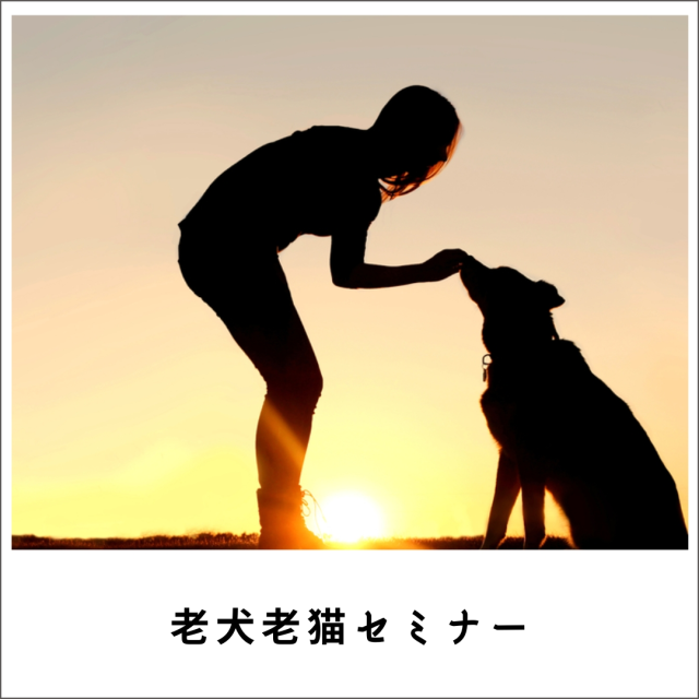 老犬・老猫セミナー2021 (208分)
