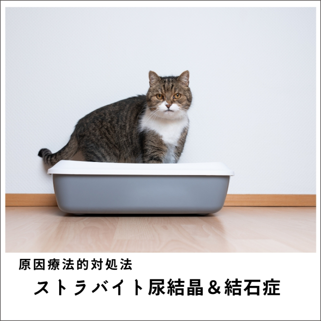 愛犬・愛猫のストラバイト尿結晶＆結石症セミナー2020 (79分)