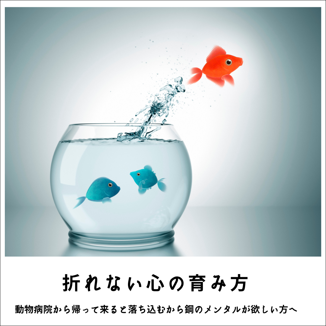 折れない心の育み方　〜動物病院から帰って来ると落ち込むから鋼のメンタルが欲しい方へ〜　(207分)【早割価格】