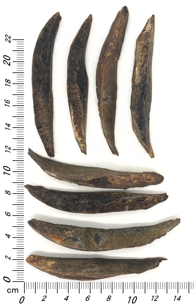 ソウダカツオ パームサイズ │ 犬のおやつ（ペットロジー）大きさ比較