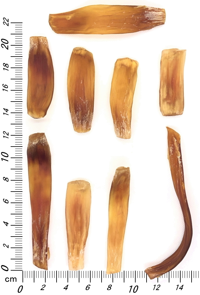 国産馬アキレス　サイズ比較