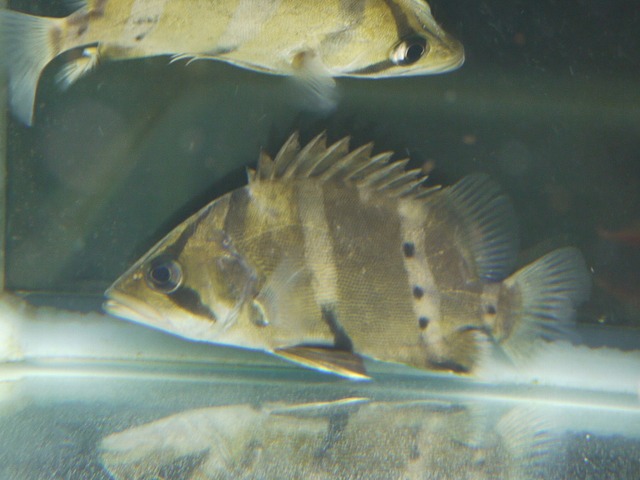 『ＳＯＬＤ　ＯＵＴ』　ダトニオプラスワン