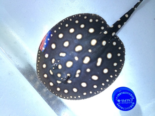 『ＳＯＬＤ　ＯＵＴ』　ダイヤモンドポルカドット　♀