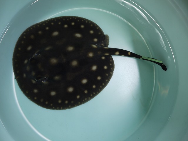 『ＳＯＬＤ　ＯＵＴ』　当店ブリード　ポルカドット　♂