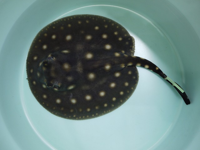 『ＳＯＬＤ　ＯＵＴ』　当店ブリード　ポルカドット　♂