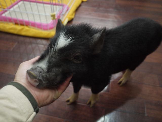 『ＳＯＬＤ　ＯＵＴ』　激カワ！！　ミニブタ　♂