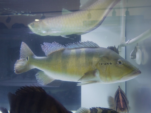 『ＳＯＬＤ　ＯＵＴ』　キクラ　アラグアイアブルー