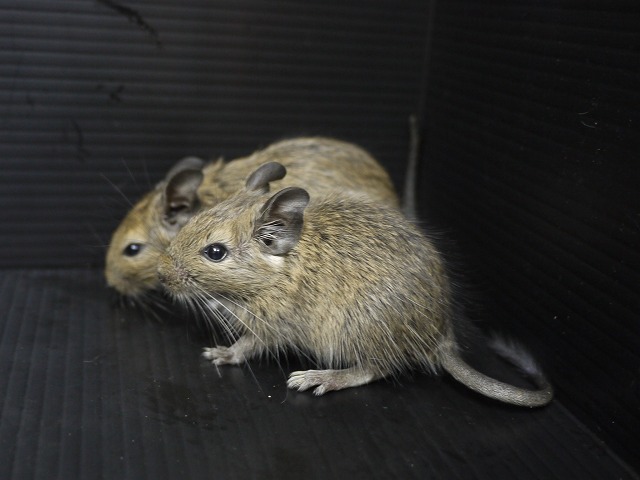 『ＳＯＬＤ　ＯＵＴ』　デグー　ノーマルカラー　女の子