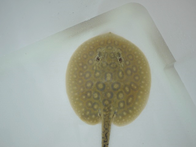 『ＳＯＬＤ　ＯＵＴ』　当店ブリード　クロコダイルスティングレー　♀