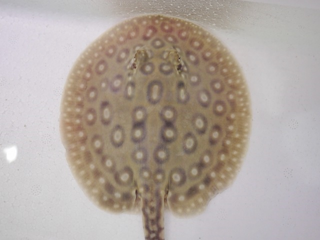 『ＳＯＬＤ　ＯＵＴ』　クロコダイルスティングレー　♂