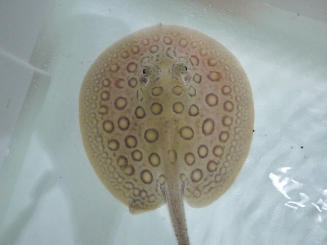 『ＳＯＬＤ　ＯＵＴ』　コロンビアモトロ　♂