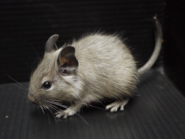 『ＳＯＬＤ　ＯＵＴ』　デグー　ブルー　男の子　