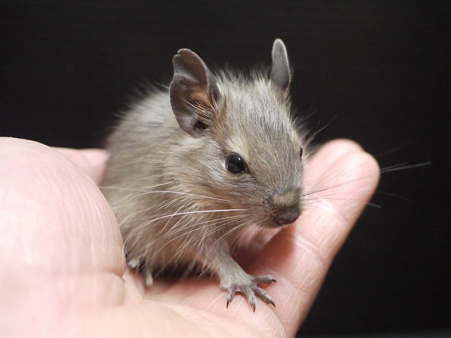 『ＳＯＬＤ　ＯＵＴ』　デグー　ブルー　女の子