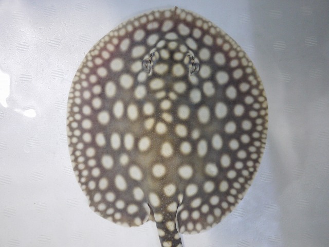 『ＳＯＬＤ　ＯＵＴ』　スモールスポット　ビッグスポットタイプ　♂