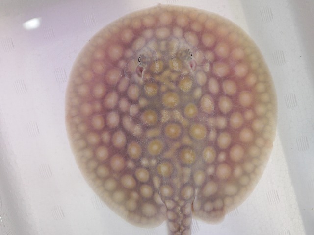 『ＳＯＬＤ　ＯＵＴ』　ハイブリッドスティングレー　♀