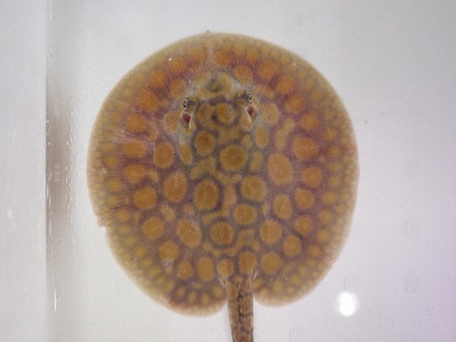 『ＳＯＬＤ　ＯＵＴ』　ハイブリットスティングレー　♂