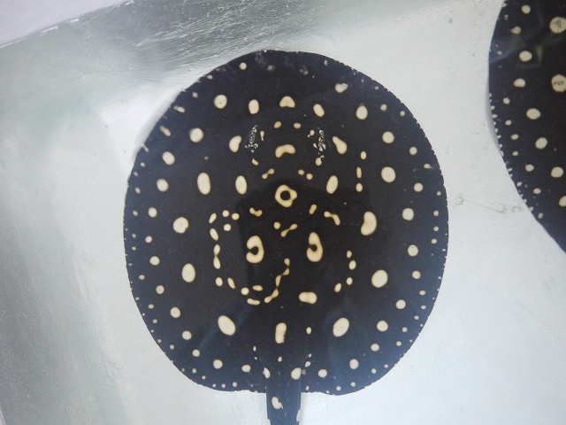 『ＳＯＬＤ　ＯＵＴ』　ダイヤモンドポルカ　♀