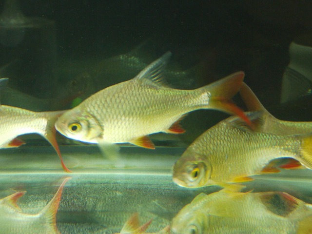 レッドフィンバルブ