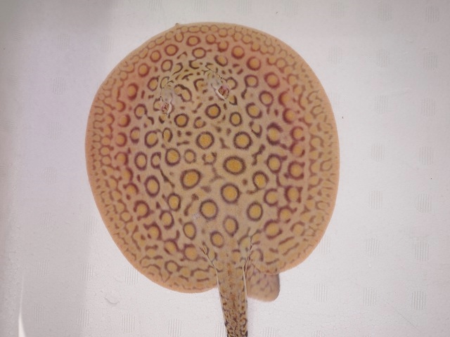 『ＳＯＬＤ　ＯＵＴ』　当店ブリード　コロンビアモトロ　♀