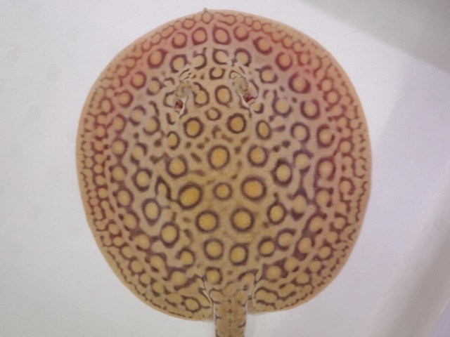 『ＳＯＬＤ　ＯＵＴ』　当店ブリード　コロンビアモトロ　♀