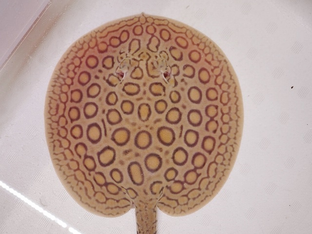 『ＳＯＬＤ　ＯＵＴ』　当店ブリード　コロンビアモトロ　♂　