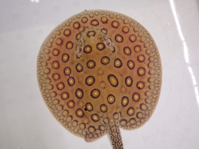 『ＳＯＬＤ　ＯＵＴ』　当店ブリード　コロンビアモトロ　♂