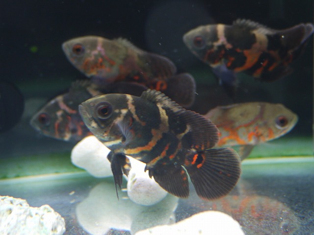 『ＳＯＬＤ　ＯＵＴ』　タイガーオスカー