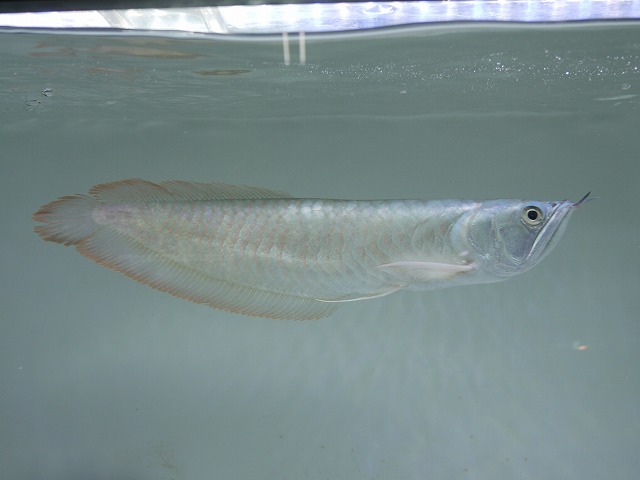 『ＳＯＬＤ　ＯＵＴ』　極美個体！！　シルバーアロワナ