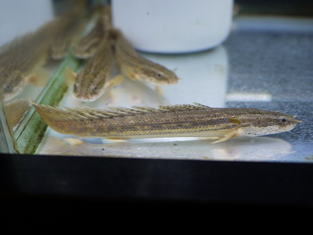 『ＳＯＬＤ　ＯＵＴ』　ポリプ　ラプラティー