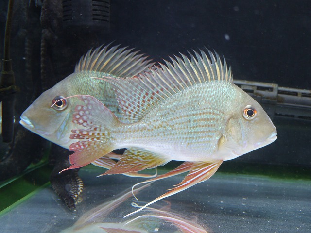 『ＳＯＬＤ　ＯＵＴ』　ショートボディー　ゲオファーガス　