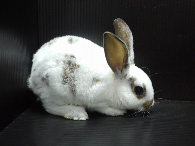 『ＳＯＬＤ　ＯＵＴ』　ミニレッキスラビット　男の子