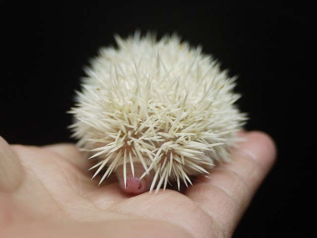 『ＳＯＬＤ　ＯＵＴ』　ピグミーハリネズミ　アルビノ　男の子