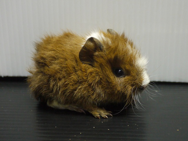 『ＳＯＬＤ　ＯＵＴ』　モルモット　テディ　男の子