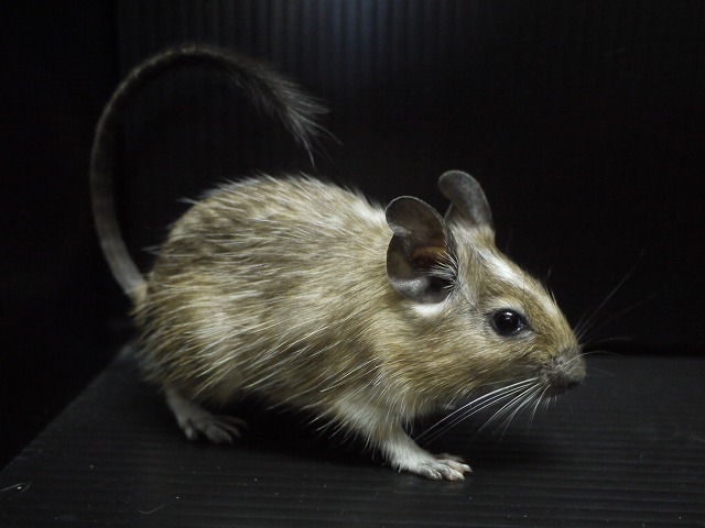 『ＳＯＬＤ　ＯＵＴ』　デグー パッチドアグーチ　女の子