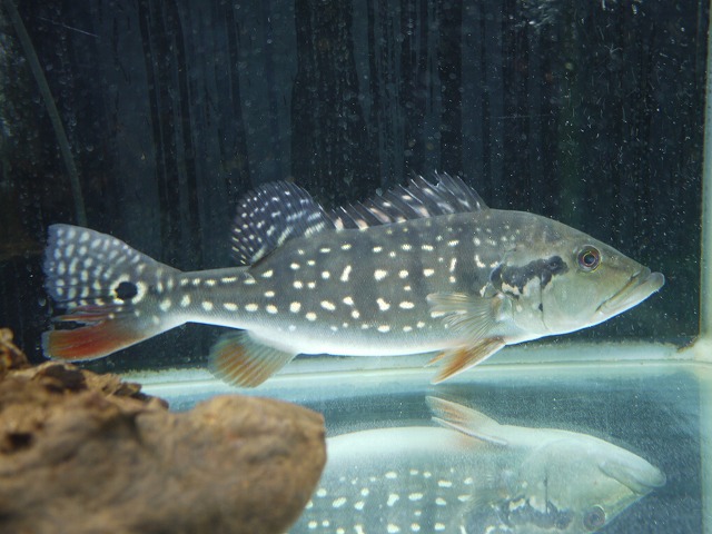 『ＳＯＬＤ　ＯＵＴ』　キクラテメンシス　パッカ