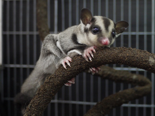 『ＳＯＬＤ　ＯＵＴ』　 フクロモモンガ　男の子