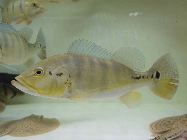 『ＳＯＬＤ　ＯＵＴ』　キクラテメンシス　ピクティ