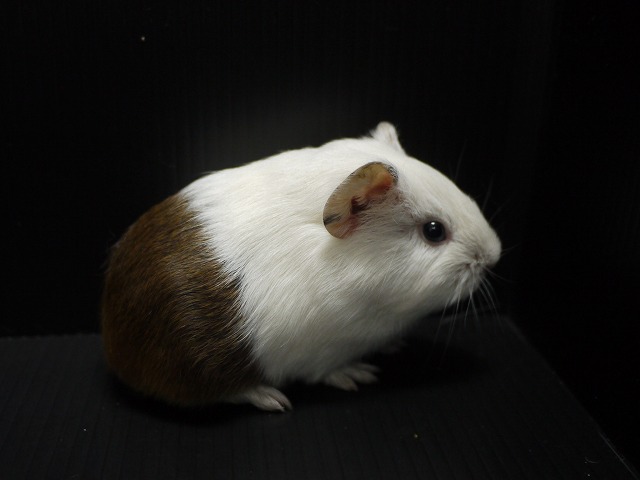 『ＳＯＬＤ　ＯＵＴ』　モルモット　イングリッシュ　女の子