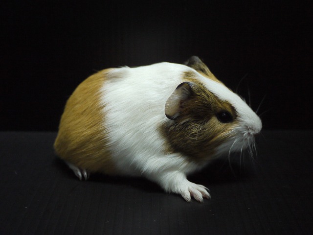 『ＳＯＬＤ　ＯＵＴ』　モルモット　イングリッシュ　男の子